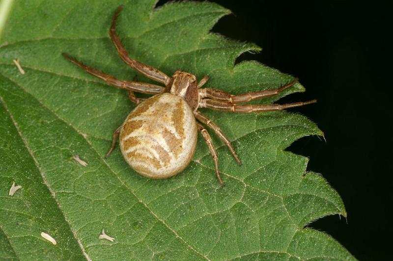 Xysticus_cristatus_D4924_Z_90_Les Gris_Frankrijk.jpg